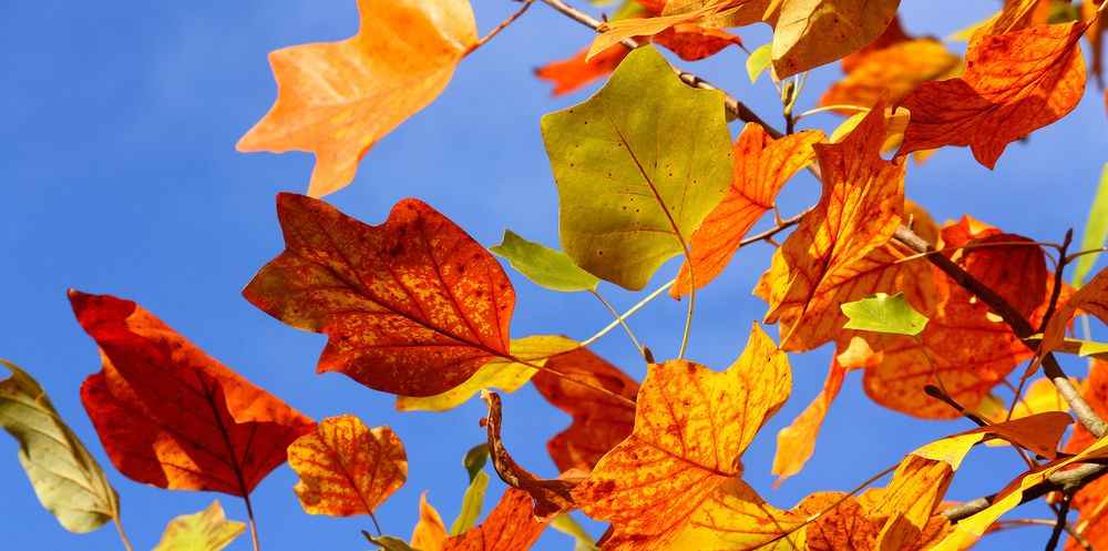 Осенний листопад цен Картинка баннера