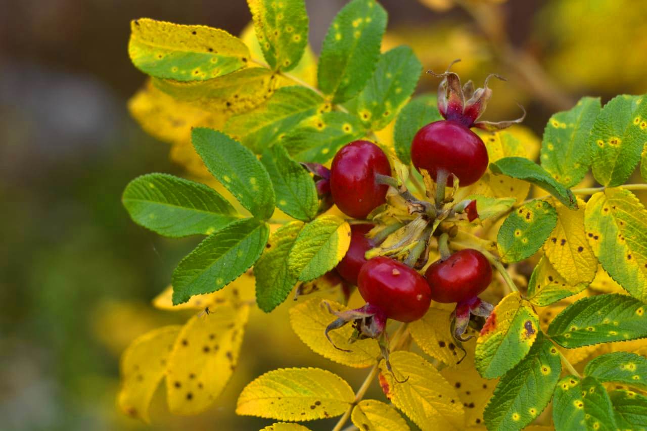 Скидки имениннику Картинка баннера