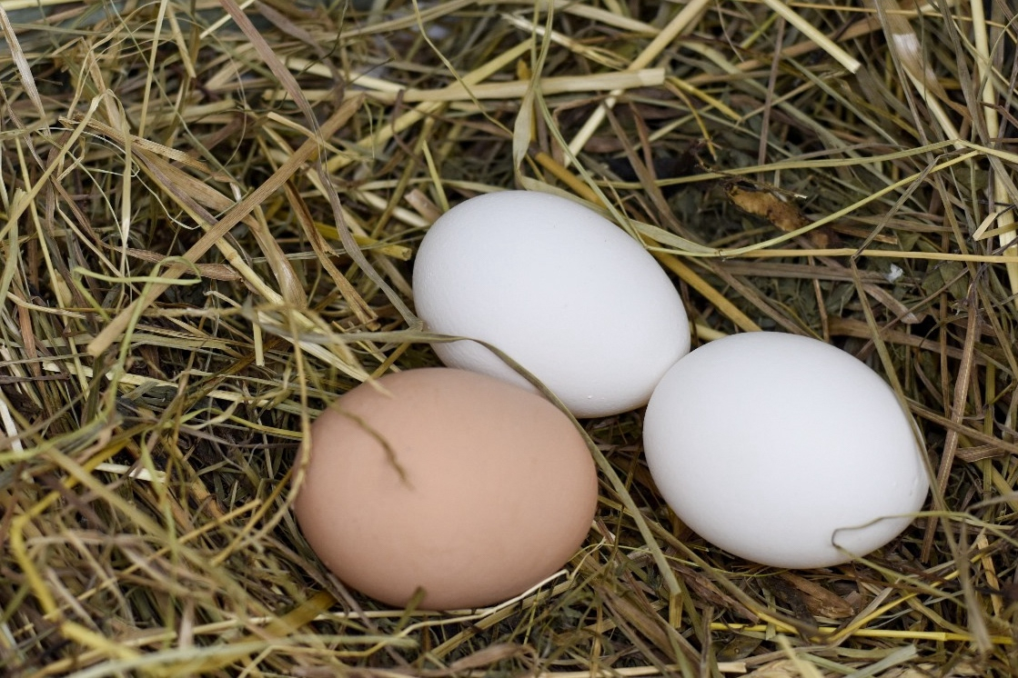 Домик для курочек